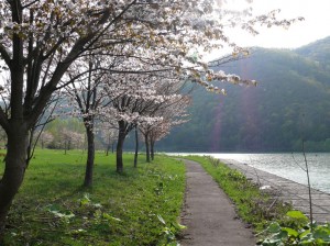 朝里ダムの桜
